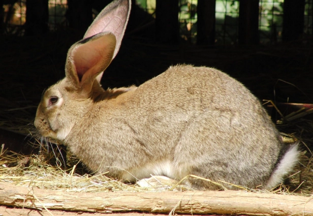 Garnet Properties: More Than Just a Pretty Gemstone