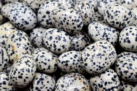 dalmatian jasper properties