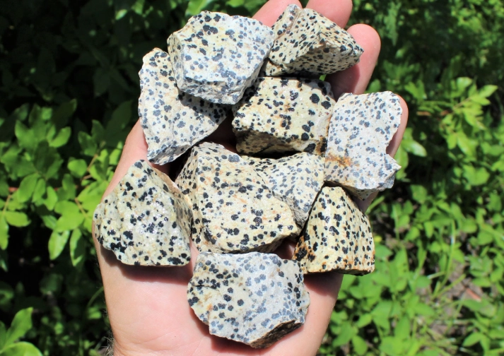 how to use dalmation jasper