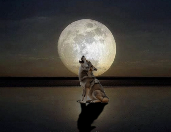 Wolf Moon Meaning: Spiritual Significance & How to Harness Its Energy