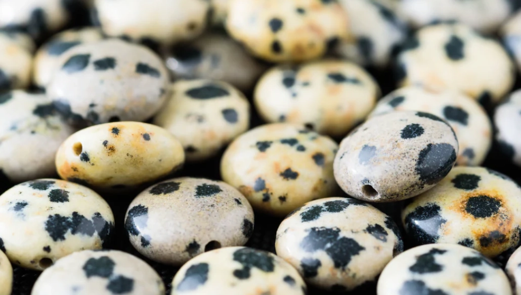 how to use dalmatian jasper