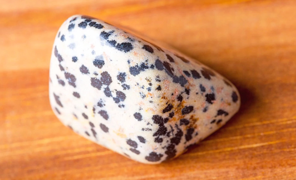 real vs fake dalmatian jasper